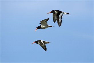 Oystercatcher (Haematopus ostralegus), Texel, Netherlands