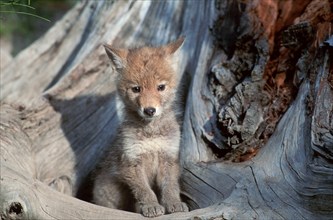 Coyote (Canis latrans), young, Montana, USA, North America