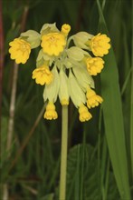 Common cowslip (Primula officinalis), cowslip, apothecary primrose, medicinal plant, plant with