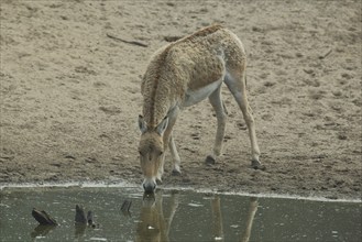 Onager (Equus hemionus), water, drink, shore, captive