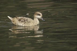 Marbled Duck (Marmaronetta angustirostris), swimming, marbled duck, green duck, green duck,