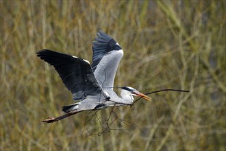 Grey heron (Ardea cinerea), bringing nesting material to the nest, Essen, Ruhr area, North