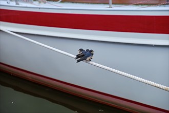 Three young barn swallows (Hirundo rustica) nestling together on a boat line against a