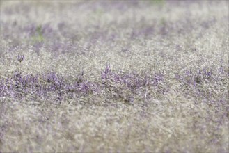 Heathland, Oberoher Heide, flowering common heather (Calluna Vulgaris) and true grasses (Poaceae),