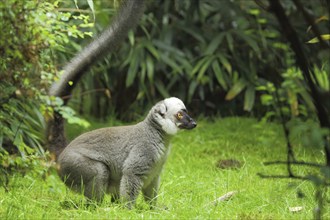 White-headed lemur (Eulemur albifrons) (Lemuridae), male, ground, tail, macis, lemurs