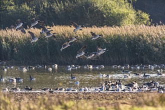 Canada Goose (Branta canadensis), Canada Geese in the flight at Sunrise