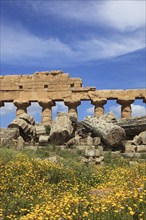 Selinunte, remains of the temples of the acropolis in the archaeological site of Selinunte, Trapani