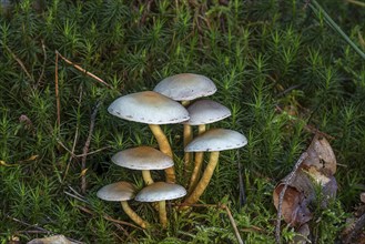 Green-leaved sulphur tuft (Hypholoma fasciculare) in a mixed forest, Franconia, Bavaria, Germany,