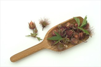 Water avens (Geum rivale), medicinal plant, medicinal use