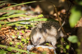 Hedgehog mother with young in the living environment of humans. A near-natural garden is a good