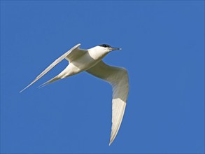 Sandwich tern (Sterna sandvicensis) in flight, Texel Island, Netherlands