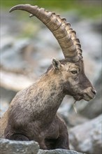 Ibex (capra ibex) in the rocky mountains of the Italian Alps. in the Gran Paradiso National Park.