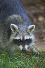 Raccoon (Procyon lotor), on the ground in the forest, portrait, Hesse, Germany, Europe