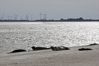 Harbor seals (Phoca vitulina) in the nature reserve on the beach of the island of Norderney, in the