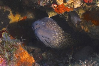 Mediterranean moray (Muraena helena) in the Mediterranean Sea near Hyères. Dive site marine reserve