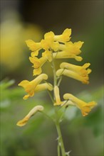 Rock corydalis (Pseudofumaria lutea), flowers, North Rhine-Westphalia, Germany, Europe