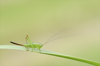 Long-winged conehead (Conocephalus fuscus), female nymph, North Rhine-Westphalia, Germany, Europe