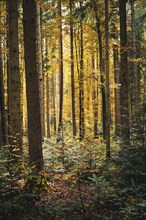 Sunlight shining through the tree trunks in an autumnal forest, Calw, Black Forest, Germany, Europe