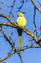 Rose-ringed parakeet (Psittacula krameri) on a branch, wildlife, Germany, Europe