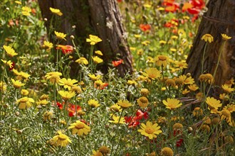 Colourful spring meadow, trees, near Valdichiesa, Salina, Aeolian Islands, Sicily, Italy, Europe