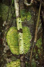 Tree trunk with moss, tree, patina, lichen, detail, colourful, nature, nature art, green,