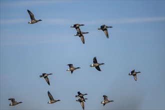 Brent Goose (Branta bernicla), birds in flight over Marshes at winter time