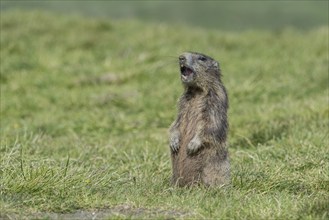 Alpine Marmot (Marmota marmota), emits warning shouts, Großglockner, Austria, Europe