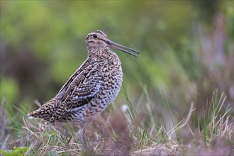 Great snipe (Gallinago media), Northern Norway, Finnmark, Lapland, Norway, Europe