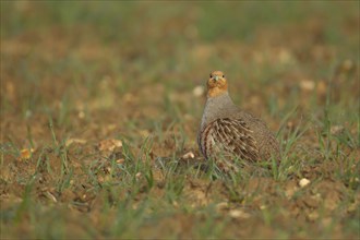 Grey or English partridge (Perdix perdix) adult bird in a farmland cereal crop, Suffolk, England,