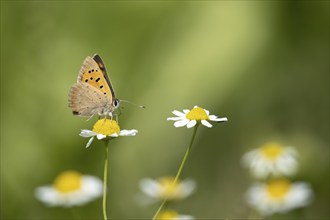 Small copper (Lycaena phlaeas) butterfly adult feeding on a Mayweed flower, Lincolnshire, England,