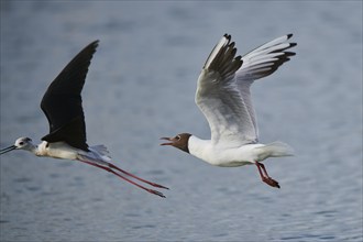 Black-winged stilt (Himantopus himantopus) chasing a Black-headed gull (Chroicocephalus