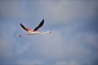 Greater Flamingo (Phoenicopterus roseus), flying in the sky, Parc Naturel Regional de Camargue,