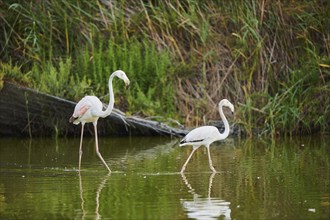 Greater Flamingos (Phoenicopterus roseus) walking in the water, Parc Naturel Regional de Camargue,