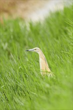 Squacco heron (Ardeola ralloides) in a rice field, hunting, ebro delta, Catalonia, Spain, Europe