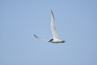 Gull-billed tern (Gelochelidon nilotica) flying in the sky, hunting, ebro delta, Catalonia, Spain,