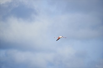 Greater Flamingo (Phoenicopterus roseus), flying in the sky, Parc Naturel Regional de Camargue,