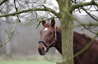 Domestic horse (Equus caballus), horses, blaze, tree, winter, portrait of a horse with halter