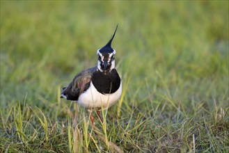 Northern lapwing (Vanellus vanellus), in a wet meadow, Dümmer, Lower Saxony, Germany, Europe