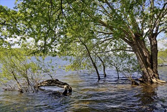 Möhnesee, deciduous trees on the shore, lapped by the water, blue cloudy sky, Möhnetalsperre, North