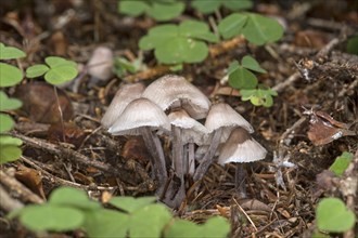 Group of hellebores (Mycena) mushrooms, Valais, Switzerland, Europe