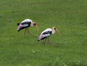 Painted storks (Mycteria leucocephala) of the genus Nimmersatt, Minneriya National Park, Sri Lanka,