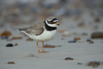 Ringed plover (Charadrius hiaticula) adult bird on a beach, Suffolk, England, United Kingdom,