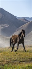 Horse galloping over a hill, mountains behind, Kyrgyzstan, Asia