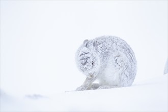 Mountain hare (Lepus timidus) adult animal on a snow covered hillside in winter, Scotland, United