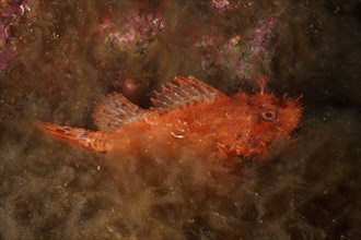 Red scorpionfish (Scorpaena scrofa), sea sow lying on the sea bed covered with algae, dive site Cap