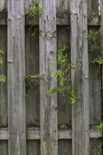 White Cedar (Thuja occidentalis) hedge branches growing through wood plank fence on residential