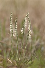 Autumn helleborine (Spiranthes spiralis), small orchids, very rare, group of flowers on a