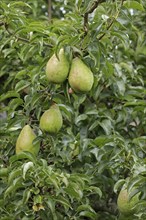 Pears, snail, pear tree, Kiel, Schleswig-Holstein, Germany, Europe