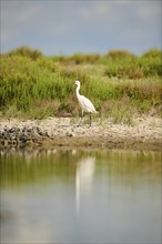 Great egret (Ardea alba) standing beside the water, Camargue, France, Europe