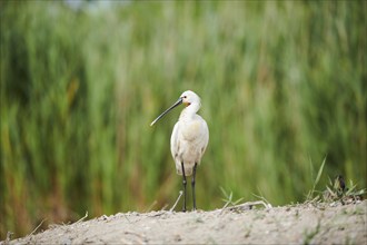 Eurasian spoonbill (Platalea leucorodia) standing on the ground, Camargue, France, Europe